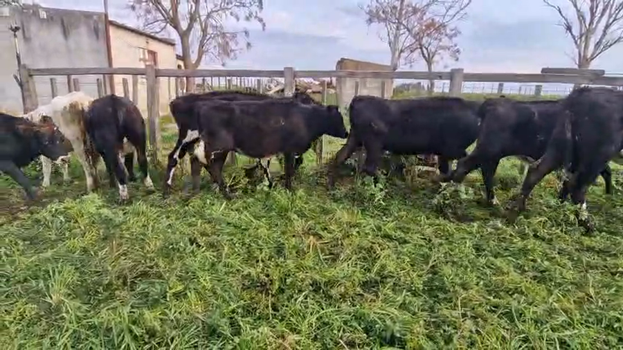 Lote 9 Vaquillonas  a remate en Pantalla Aniversario - Escritorio Camy, San José