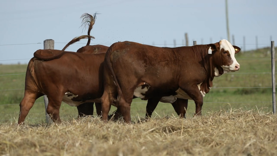 Lote Vaquilla Para Servicio