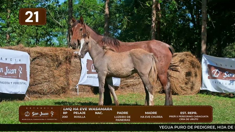 Lote LOTE 21