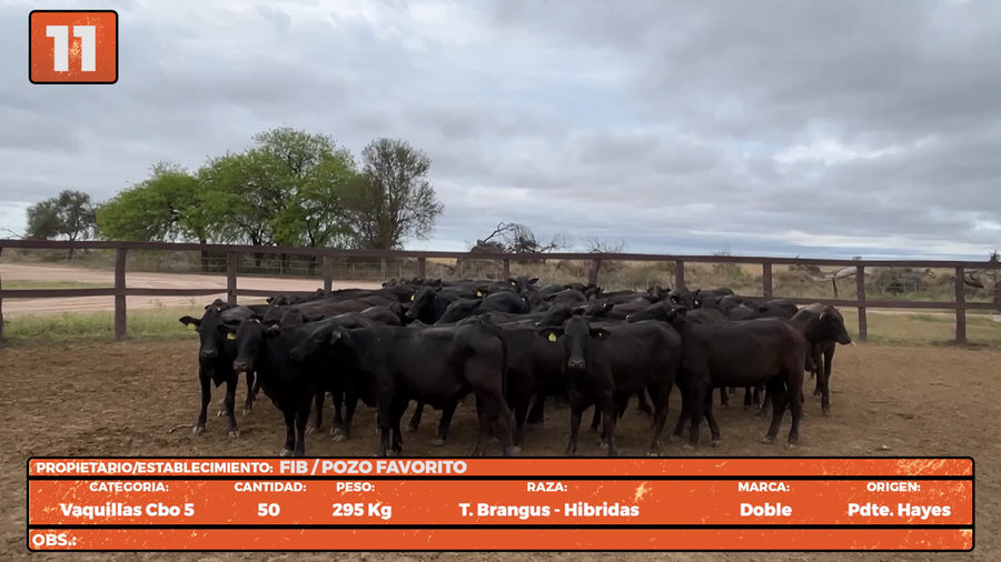 Lote LOTE 11