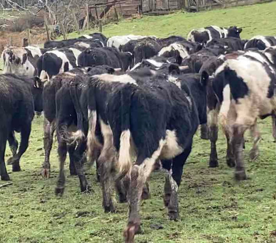 Lote 60 Novillo Engorda en Purranque, X Región Los Lagos