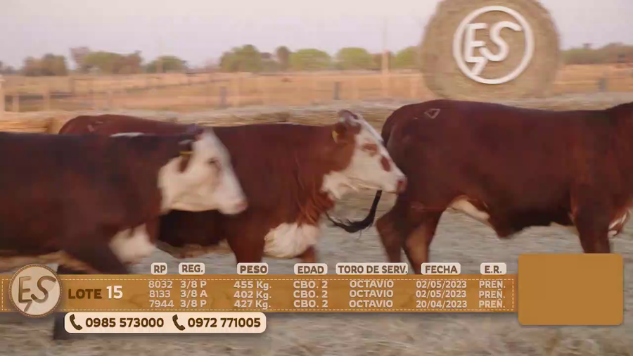 Lote Hembras Preñadas