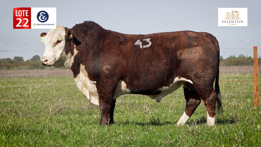 Lote LOTE 22 - TOROS BRAFORD NO. 43