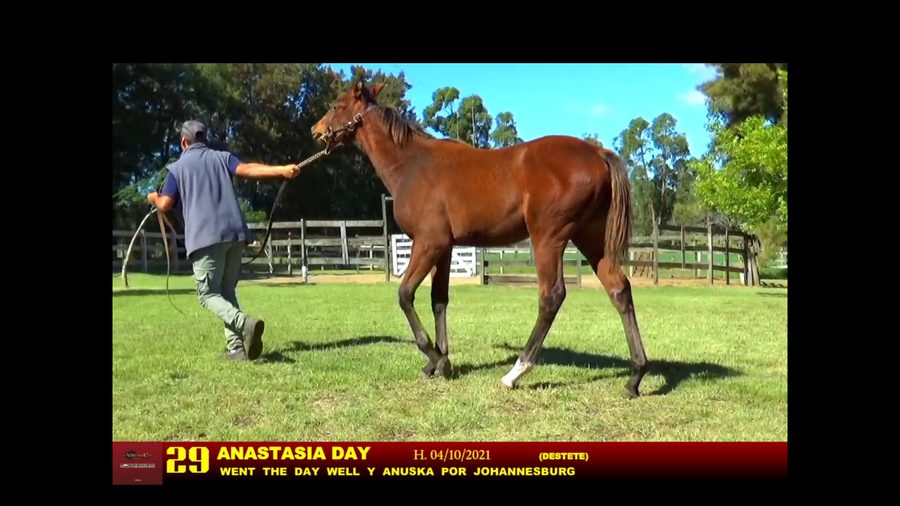 Lote ANASTASIA DAY