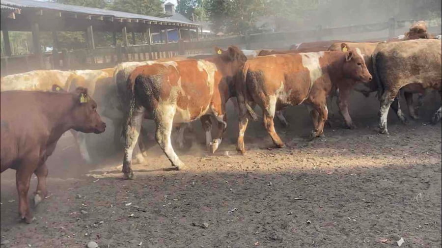 Lote 50 Novillo Engorda en Río Bueno, XIV Región Los Ríos