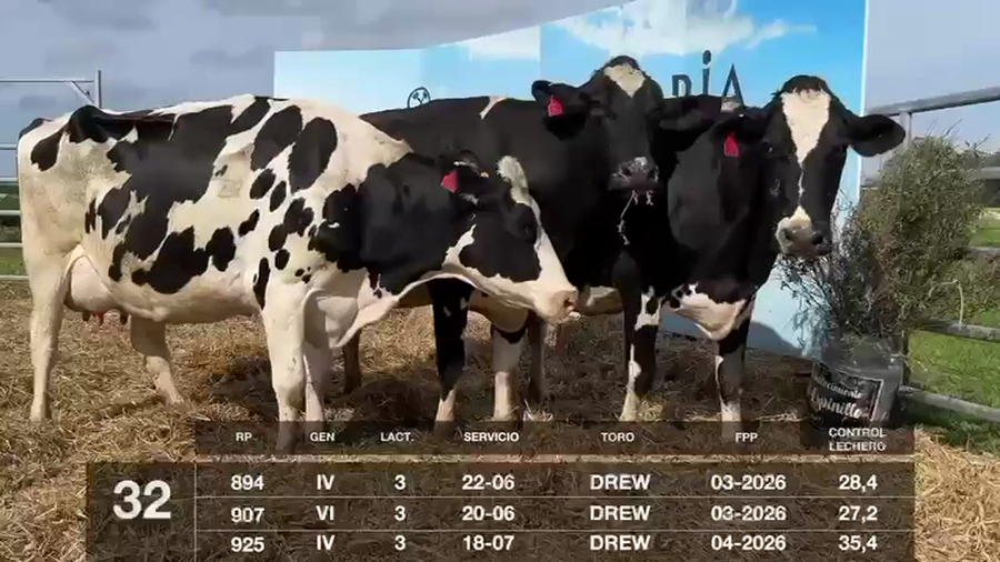 Lote VACAS EN PRODUCCIÓN PREÑADAS