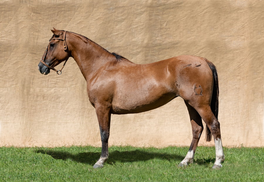 Lote CONSTANCIA OLVIDADA RP 1439