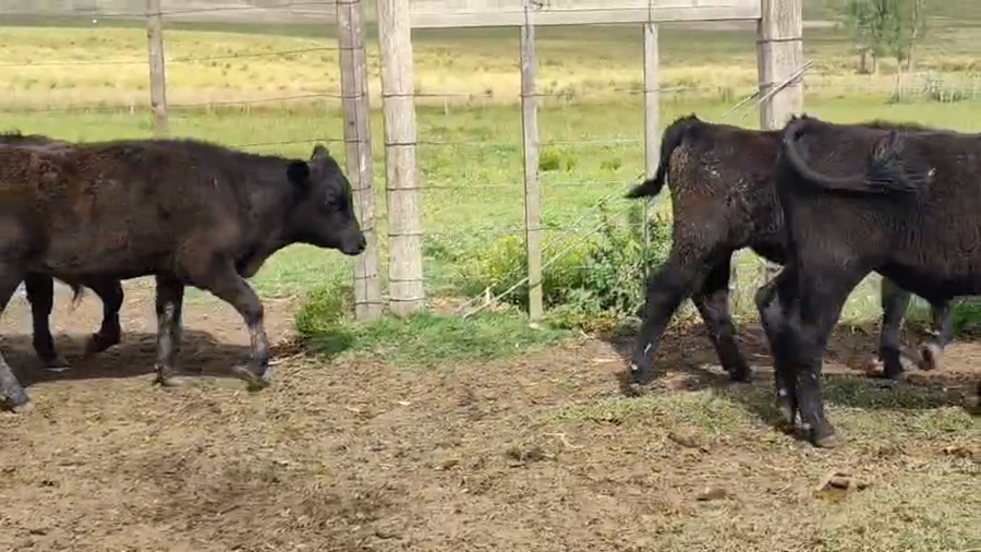 Lote 9 Terneros a remate en Pantalla Camy 141kg - , San José