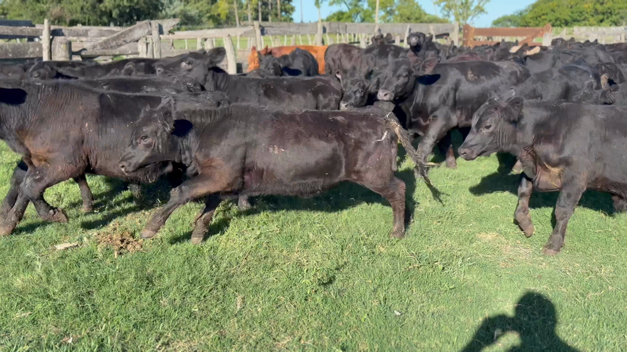 Lote 76 Terneros/as en Entre Ríos, Villa Clara