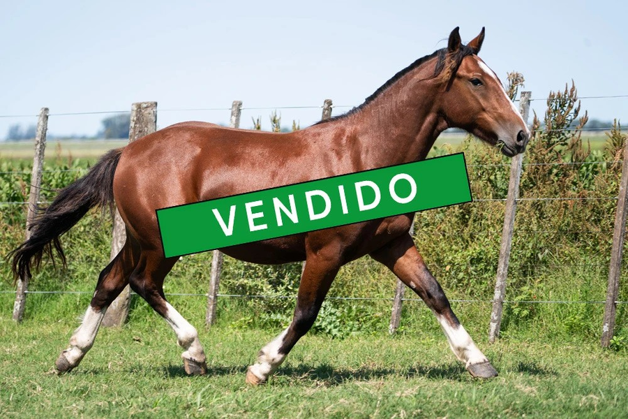 Lote VIRTUD JACARANDA (Oculto)