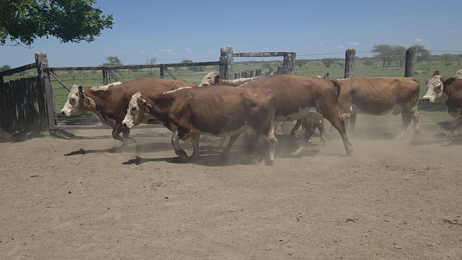 Lote 100 Vacas CUT preñadas en Entre Ríos, Los Conquistadores