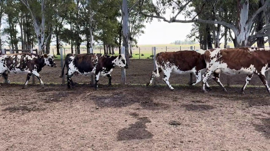 Lote VACAS DE INVERNADA