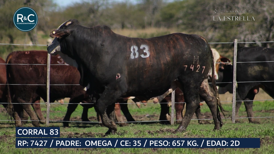 Lote Toro Media sangre
