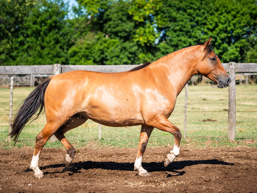 Lote DEL SIETE ORIENTACION
