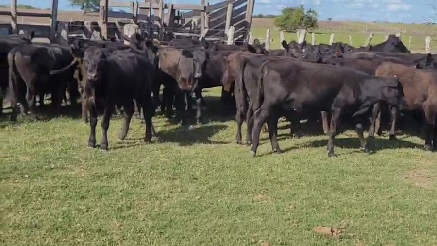 Lote 50 Terneros/as en Villaguay, Entre Ríos