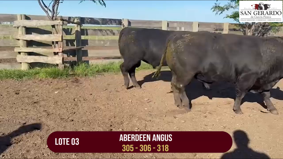 Lote TOROS ABERDEEN ANGUS