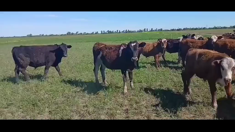 Lote 35 Terneros Holando Argentino en Tacural, Santa Fe