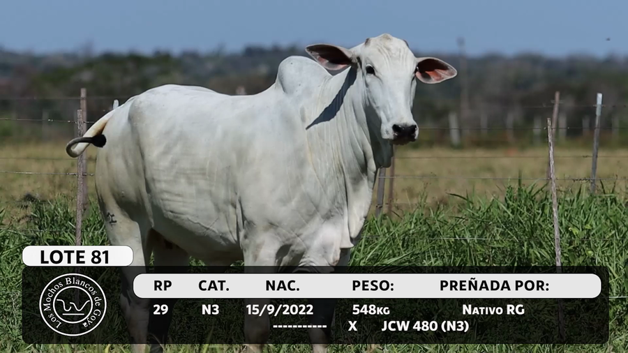Lote LOTE 81