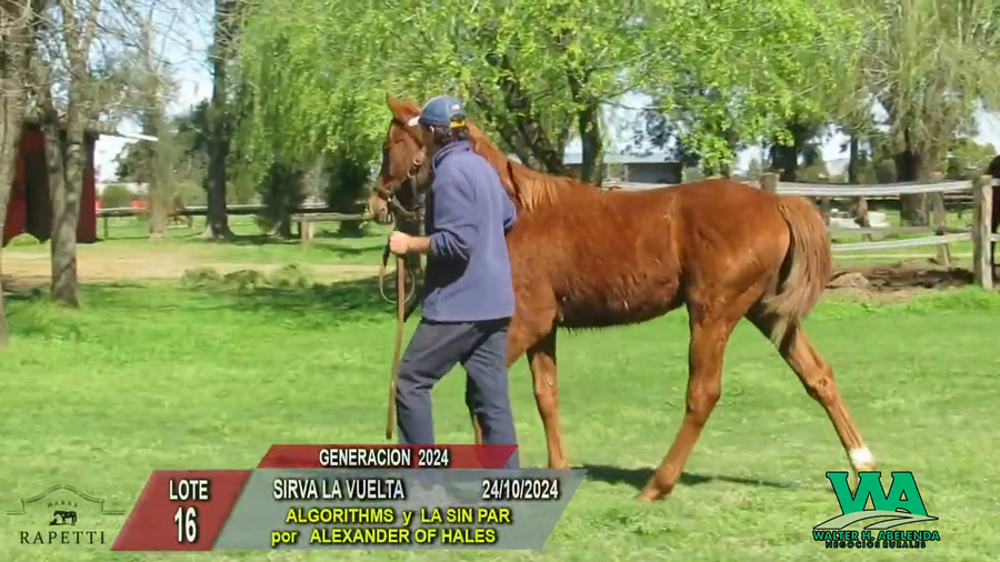 Lote SIRVA LA VUELTA