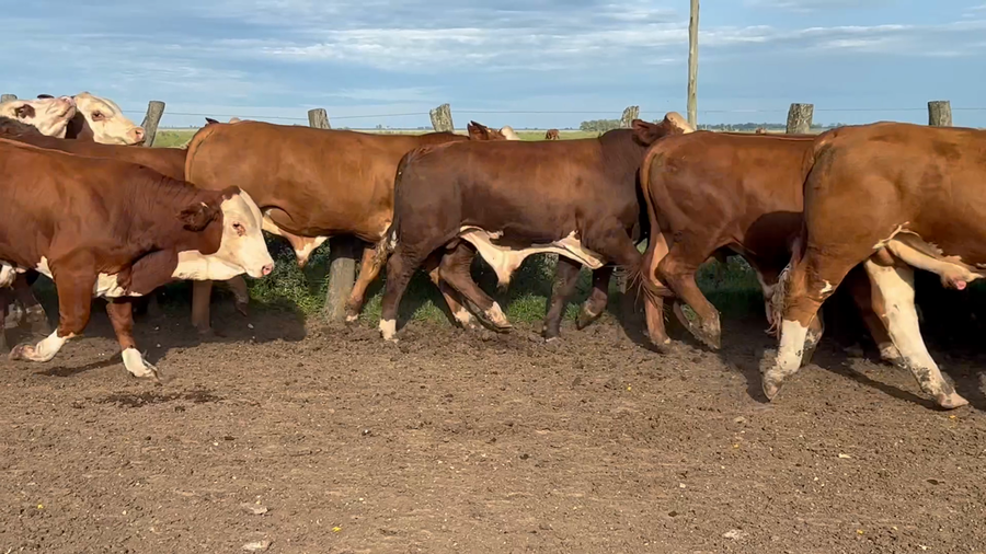 Lote 33 MEJ / Macho Entero Joven en Corrientes, Mercedes