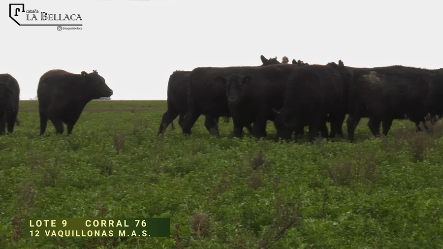 Lote VAQUILLONA M.A.S.