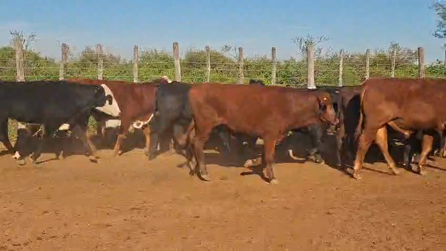 Lote 142 Novillitos en Santiago del Estero, Añatuya