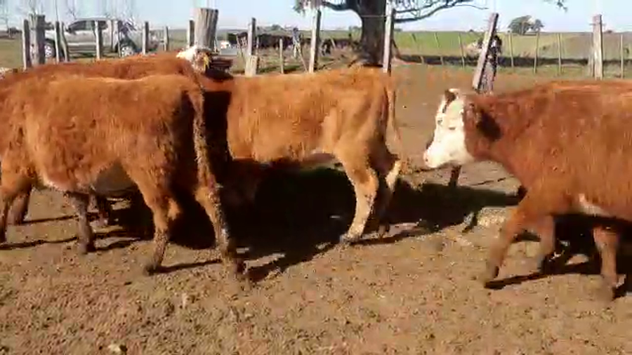 Lote 16 Vaquillonas 1 a 2 años HEREFORD Y CRUZAS a remate en Pantalla Camy Mayo - Desde La Cuenca 240kg - , San José