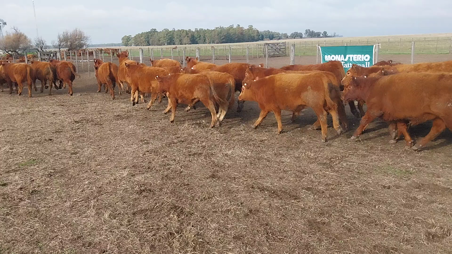 Lote 60 Novillitos en Arboledas