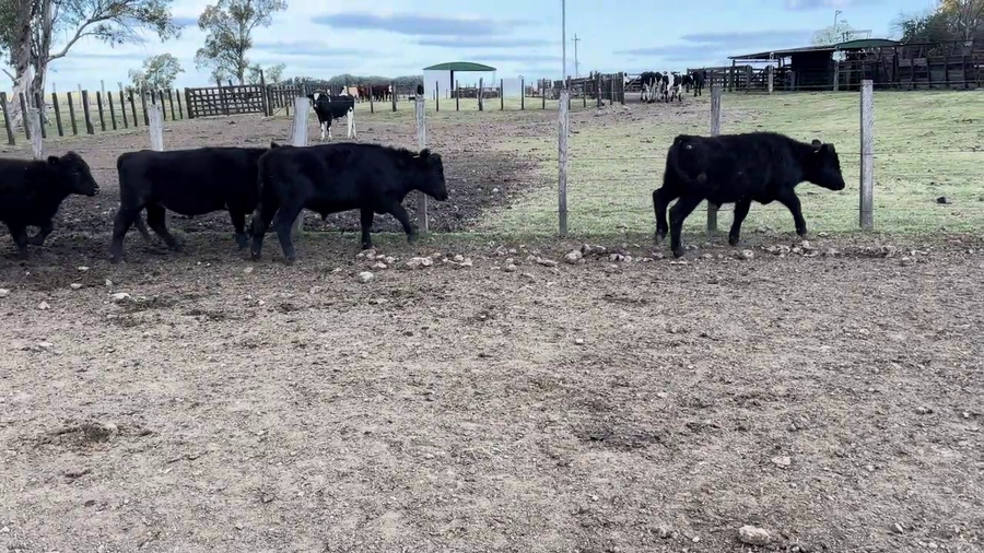 Lote NOVILLOS 1 A 2 AÑOS