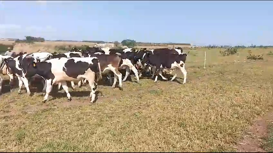 Lote (Vendido)53 Novillos Holando a remate en Pantalla Camy en Carreton