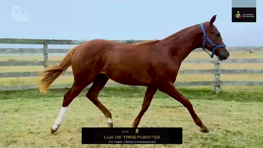 Lote LUA DE TRES PUENTES