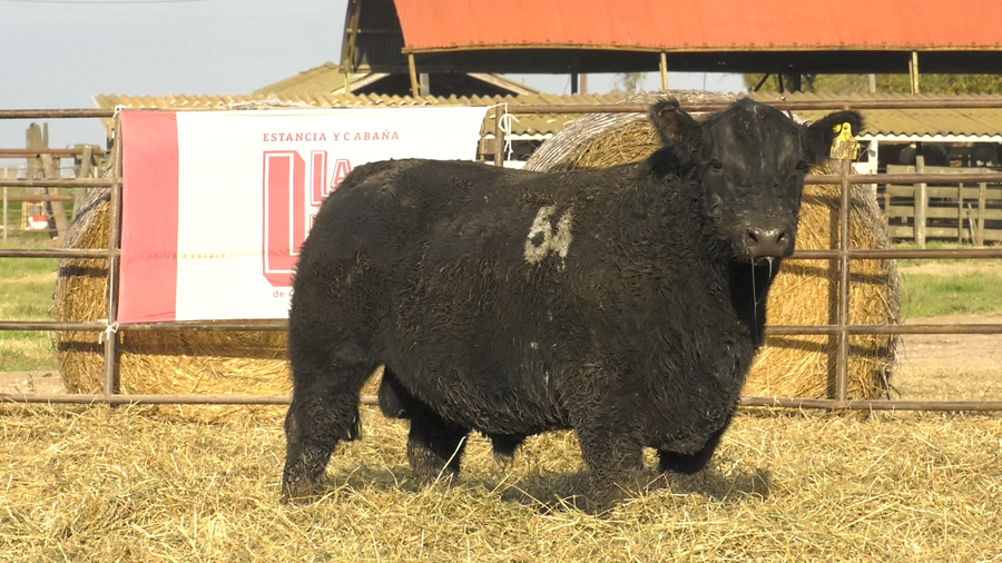 Lote TOROS ANGUS NEGROS  PC