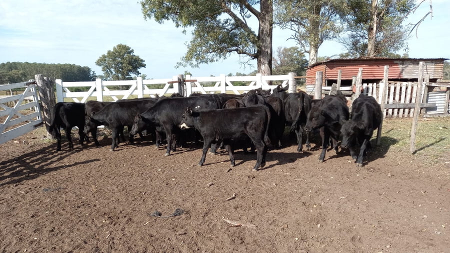 Lote SAENZ VALIENTE, BULLRICH Y Cia. S.A.