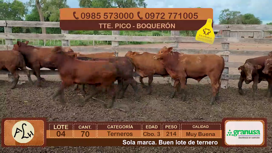 Lote 70 Terneros CBO 3 Tipo Brangus y Acebuzados a remate en FERIA ESPECIAL DE TERNEROS CBO. 3 - AGROGANADERA LA HUELLA 214kg - , Boquerón