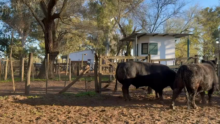 Lote TOROS PUROS DE PEDIGREE