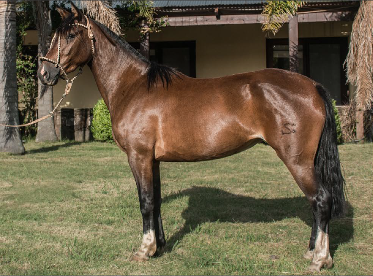 Lote ETIQUETA DEL MAVIAL