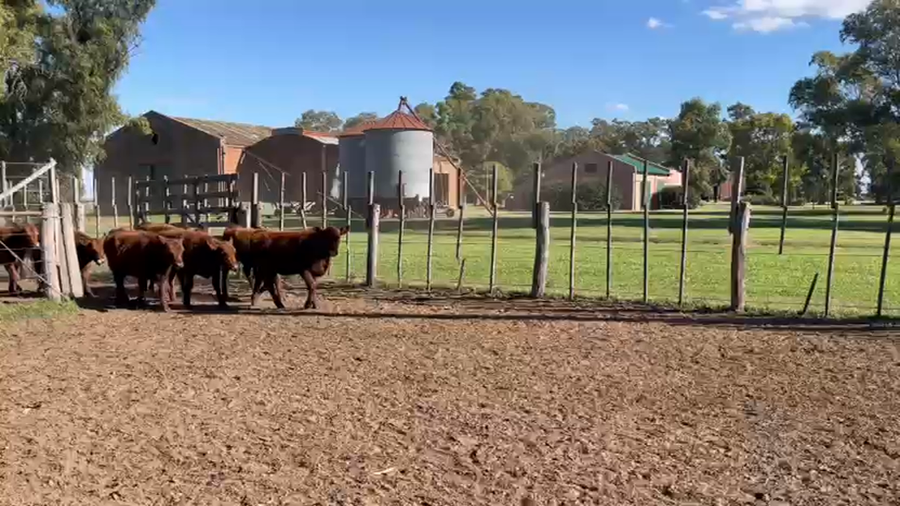 Lote 65 Terneras en Pehuajó