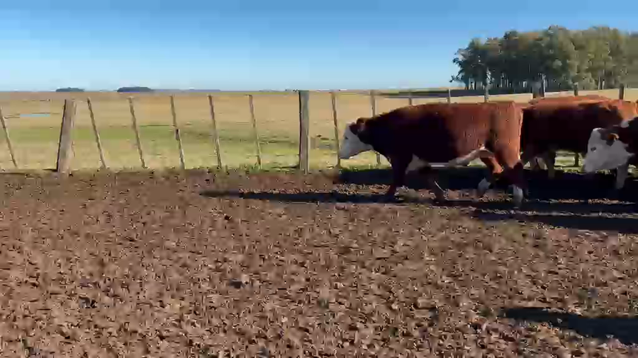 Lote 38 Novillos a remate en Feria General - Cardozo Negocios Rurales 414kg - , Rivera