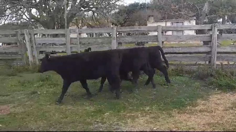 Lote (Vendido)3 Terneras ANGUS a remate en #37 Pantalla Carmelo 235kg -  en AGRACIADA