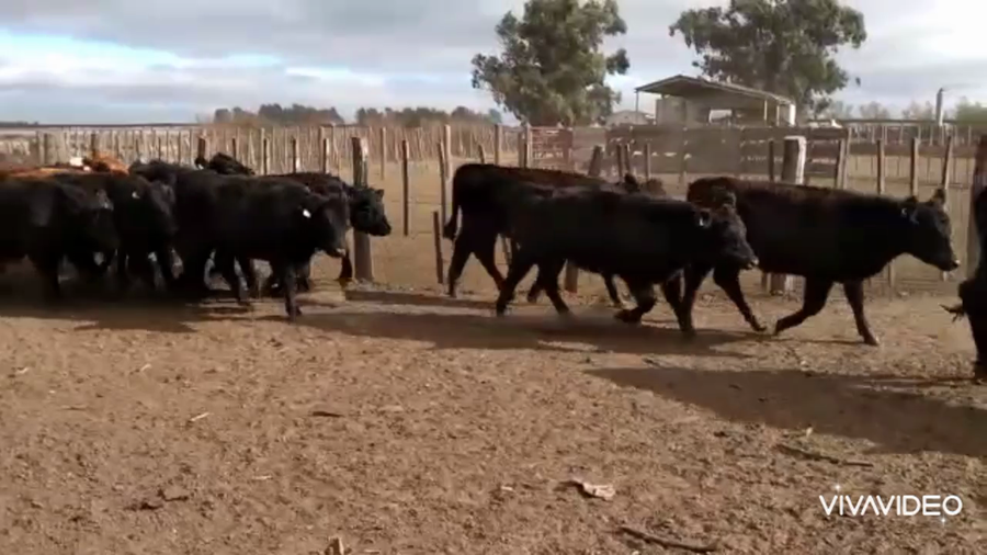 Lote 119 Novillitos en América, Buenos Aires