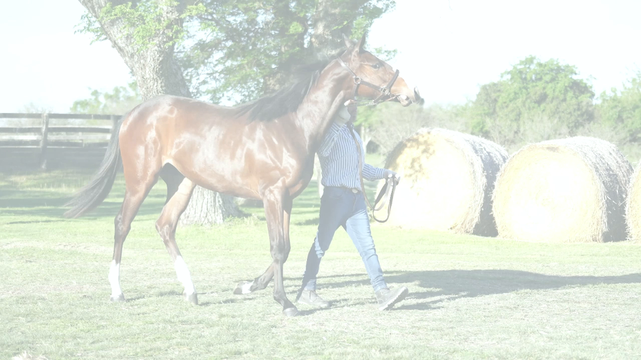 Lote KI BAILARINA (KIRAN -  I CAN'T DANCE)