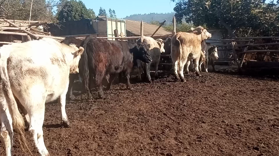 Lote 21 Novillo Engorda en San Antonio, V  Región Valparaíso