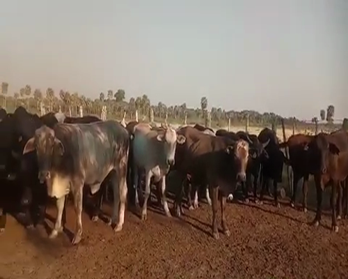 Lote 40 Novillos en Tres Lagunas, Formosa