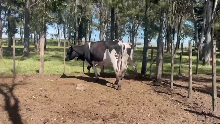 Lote 2 Vaquillonas  a remate en Pantalla Camy 480kg - , San José