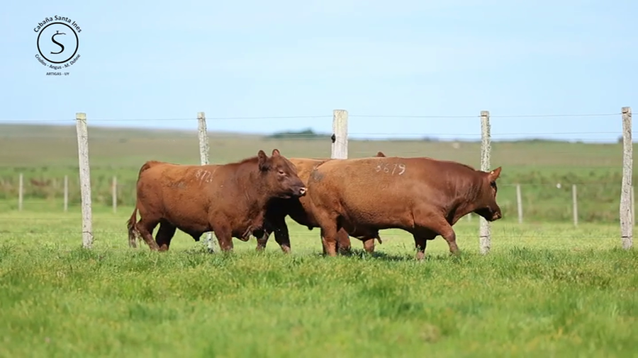 Lote 3 Toros PI / PO / PC a remate en Santa Ines, Artigas