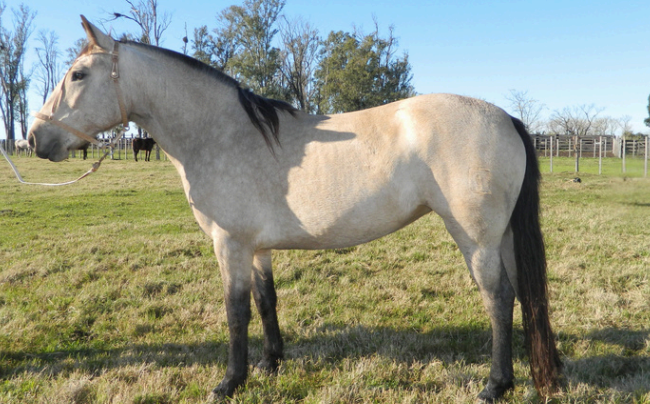 Lote MATRIARCA 218 DE NC