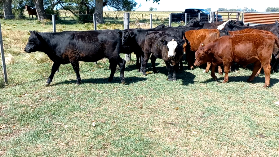 Lote 16 Terneros/as en arboledas, Buenos Aires