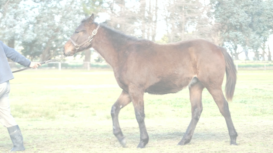 Lote SEÑOR DILLON (DADDY LONG LEGS RYE BEAUTY)