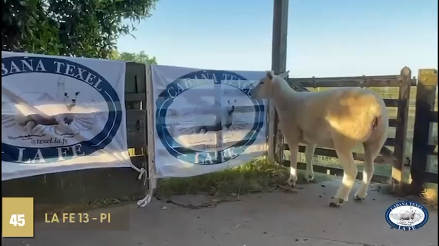 Lote Borregas a remate en Texel Don Amilcar y Villa Olivar, Rocha