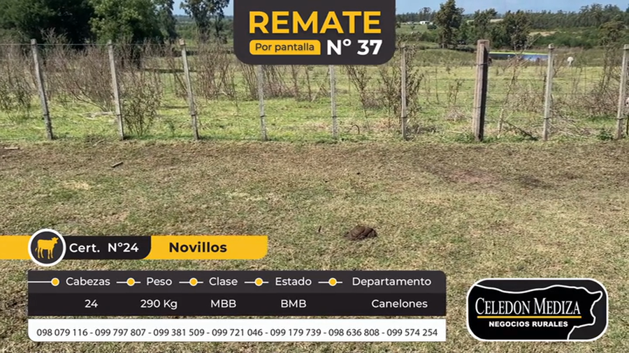 Lote 24 Novillos en Canelones
